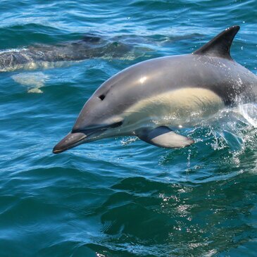 Croisiere En Mer A La Rencontre Des Dauphins Pres De Concarneau