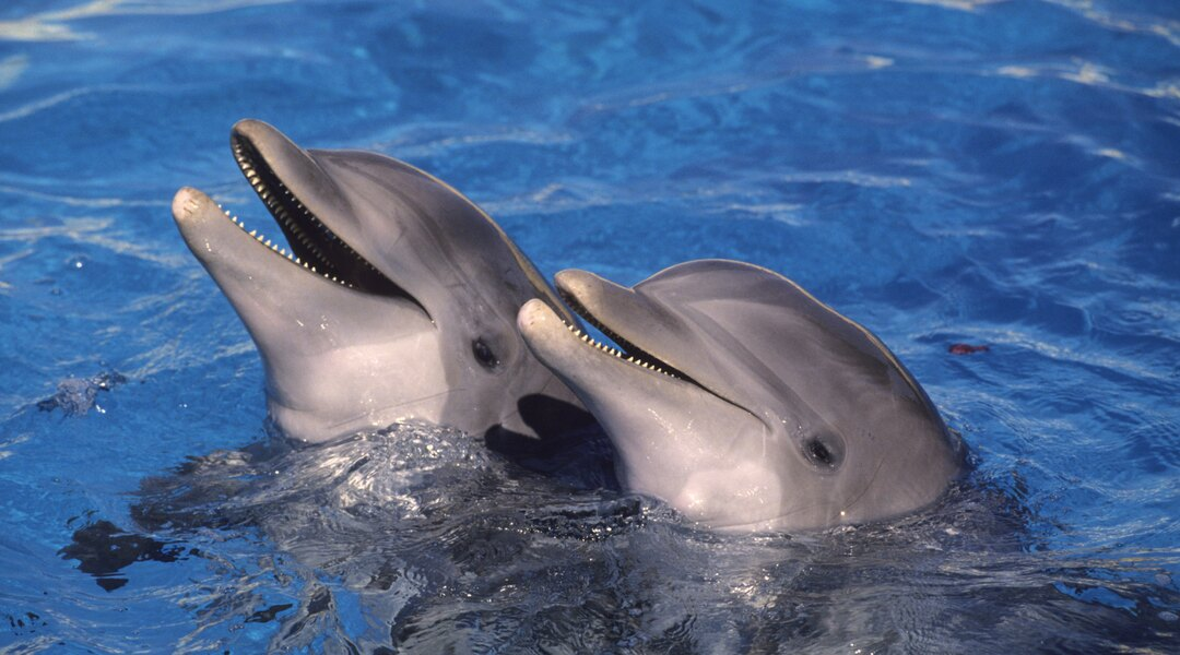 Balade en Bateau pour voir les Dauphins : Rencontre avec les Cétacés en Mer