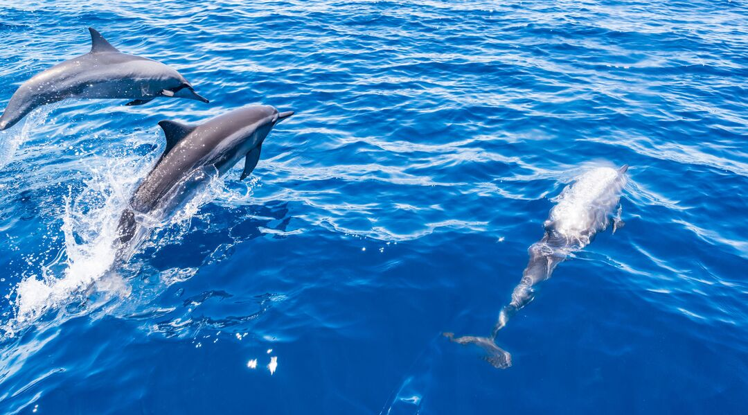 Week End Avec Les Dauphins Nage Et Hotel Inclus