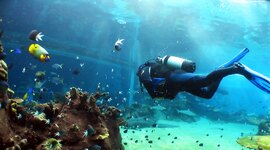Brevet de Plongée Sous Marine en Aquitaine Brevet de Plongée Sous Marine en Aquitaine