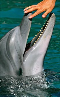 Week End Avec Les Dauphins Nage Et Hotel Inclus Week End Avec Les Dauphins Nage Et Hotel Inclus