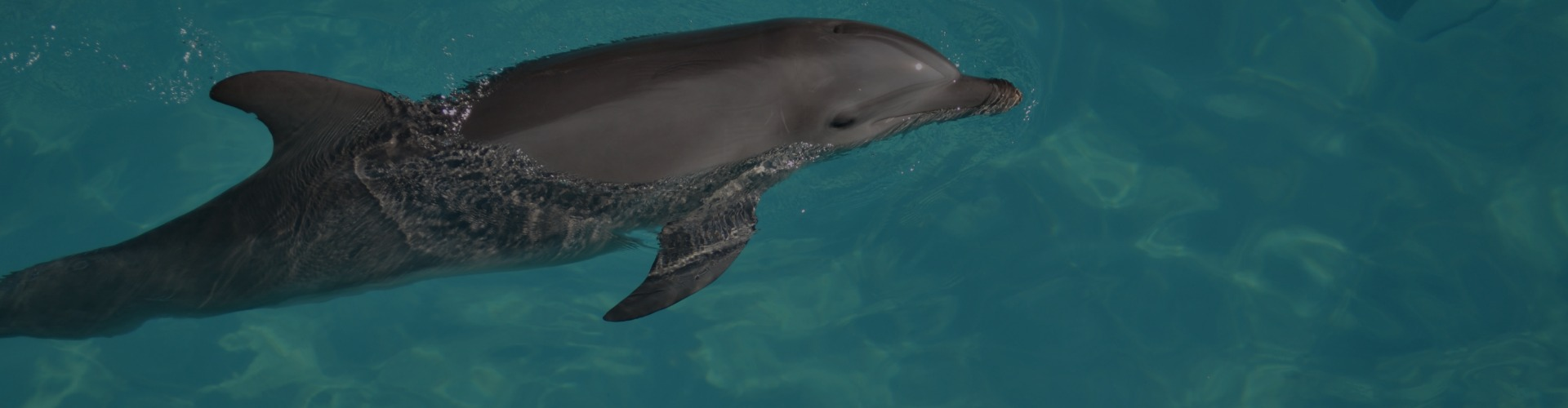 Balade en Bateau pour voir les Dauphins