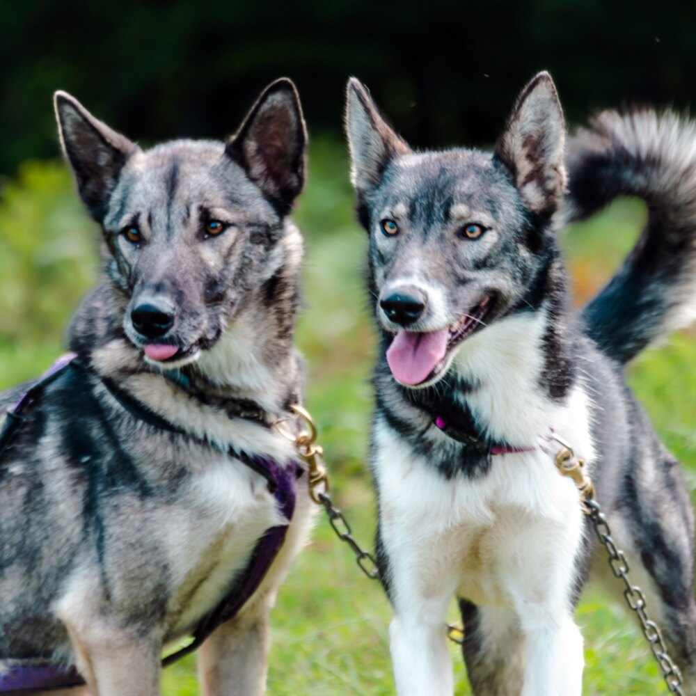 Activité : Randonnée en Cani-Kart près de La Mongie