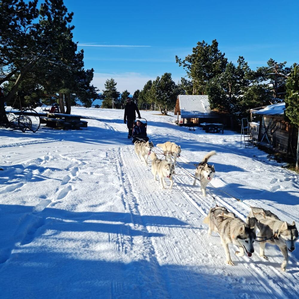 Activité : Randonnée en Chiens de Traîneau - Cambre-d'Aze près de Font-Romeu