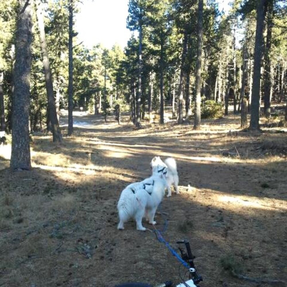 Activité : Balade en Cani-Rando au Cambre-d'Aze près de Font-Romeu
