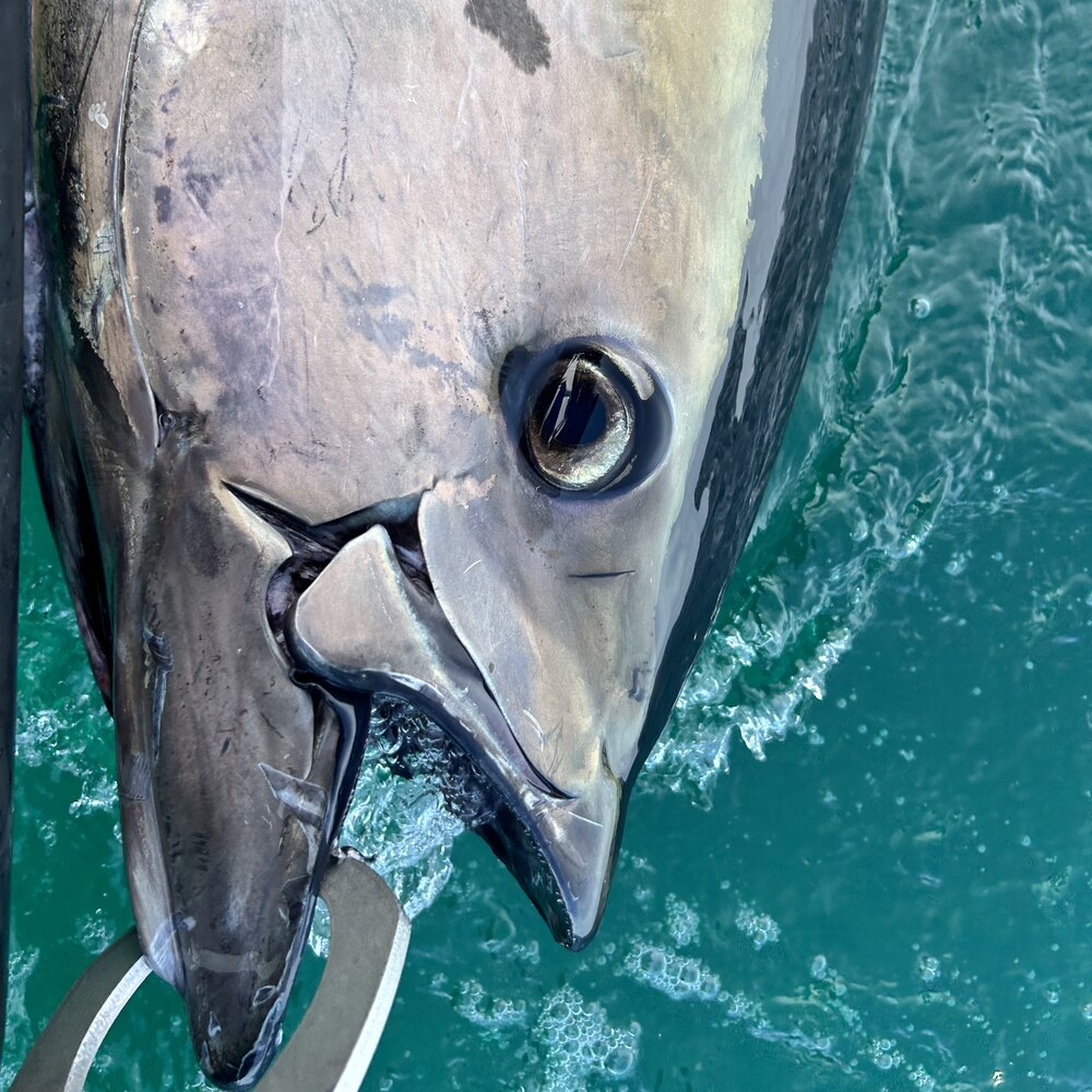 Activité : Pêche au Gros à Saint-Malo