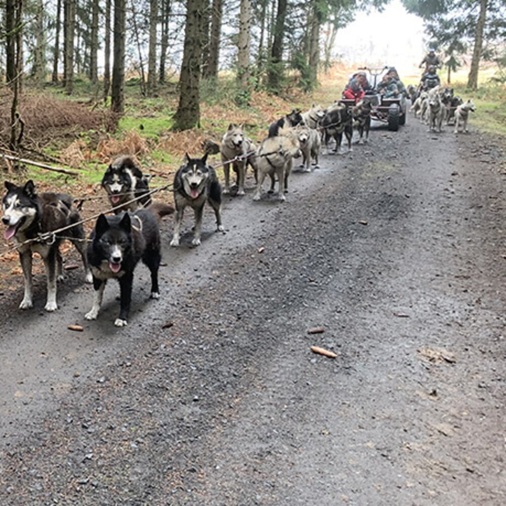 Activité : Balade en Cani-Kart près de Clermont-Ferrand