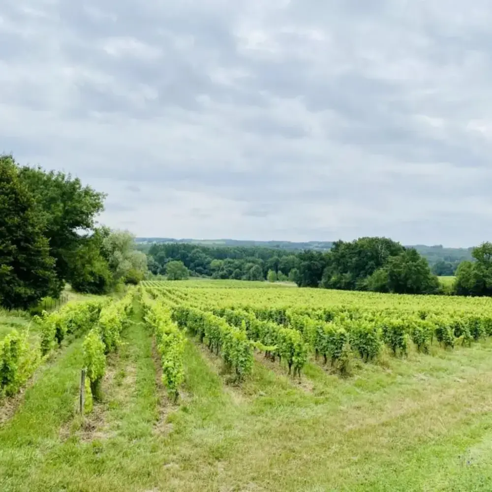 Activité : Dégustation de Vins au Domaine La Grande Maison à Monbazillac
