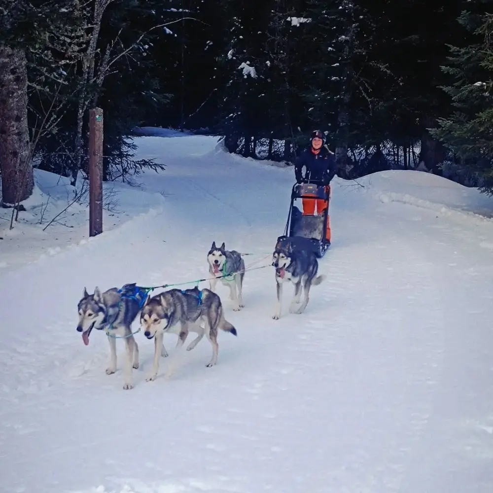 Activité : Conduite d'un attelage de Chiens à Saint-Martin-en-Vercors