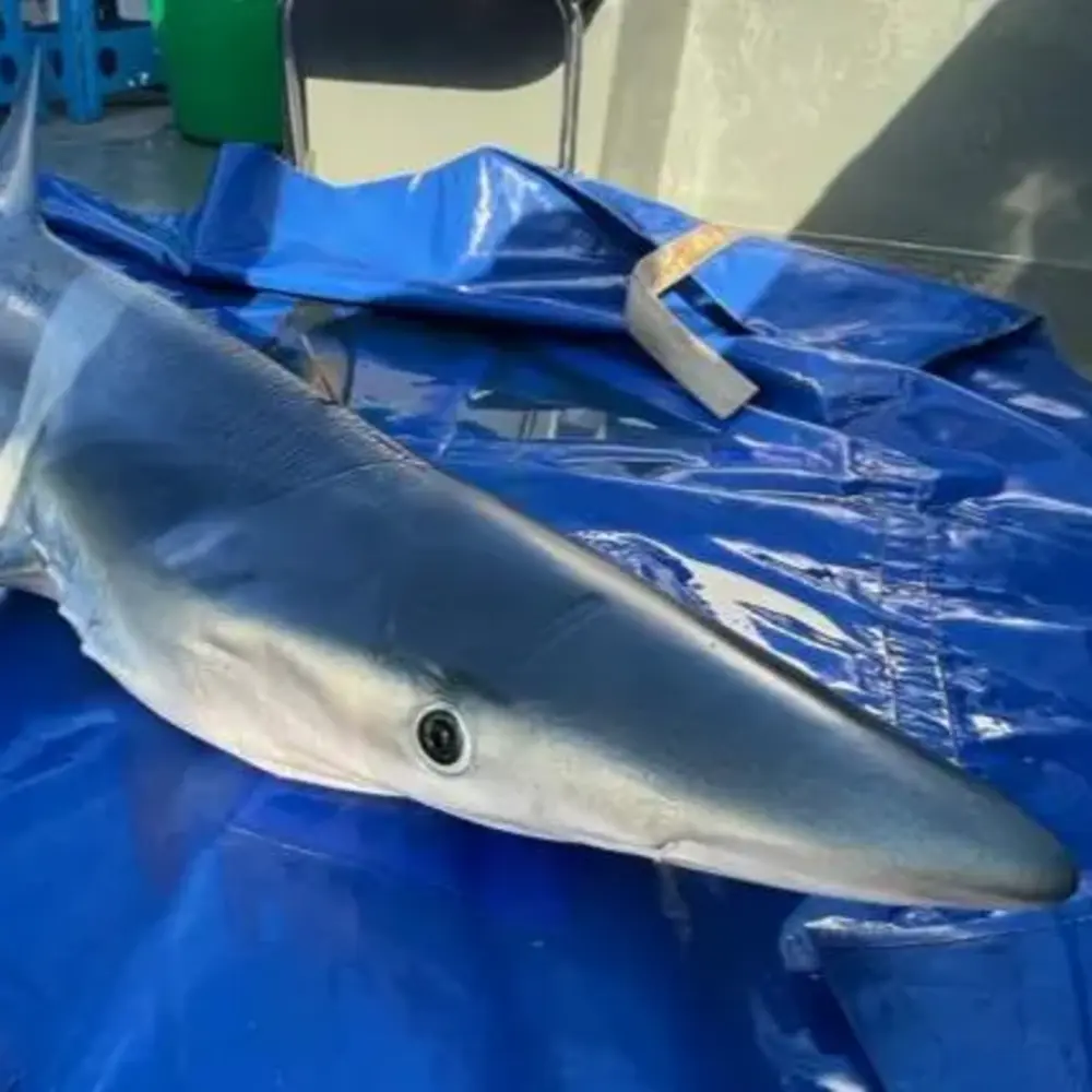 Activité : Pêche au Gros à Port-de-Bouc