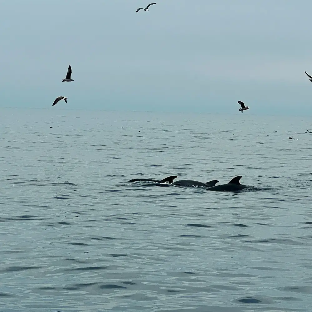 Activité : Sortie en Mer à la rencontre des Dauphins à Port Leucate