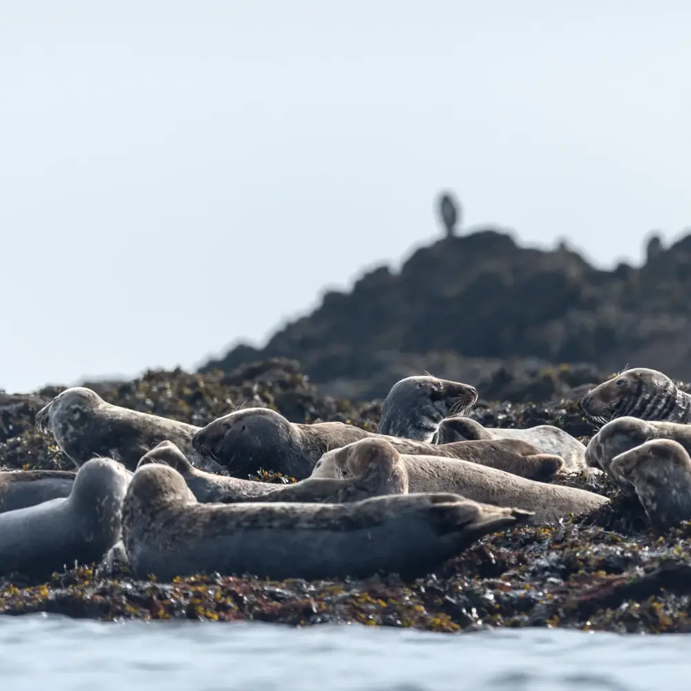 Activité : Sortie en Mer et observation de dauphins à Camaret-sur-Mer