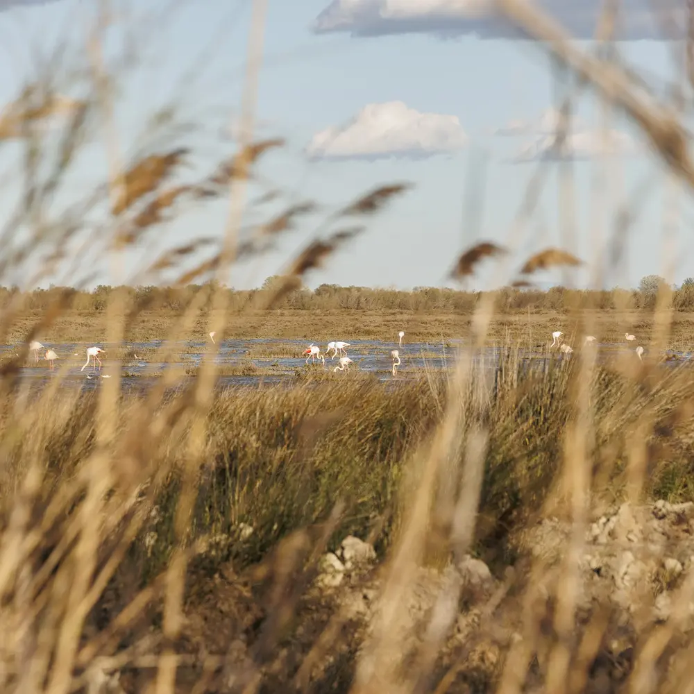 Activité : Randonnée Safari en 4x4 aux Saintes-Maries-de-la-Mer en Camargue