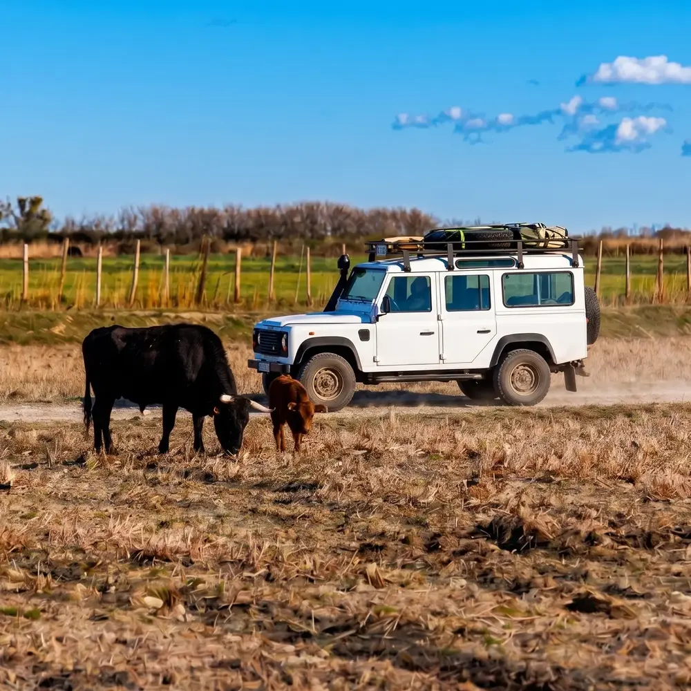 Activité : Randonnée Safari en 4x4 à Fontvieille dans les Alpilles