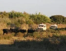 Randonnée Safari en 4x4 en Camargue près d'Arles