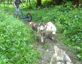 Randonnée Estivale en Chiens d'Attelage près de Grenoble Randonnée Estivale en Chiens d'Attelage près de Grenoble