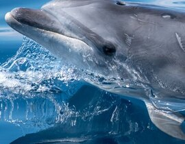 Sortie en Mer à la rencontre des Dauphins à Arzon Sortie en Mer à la rencontre des Dauphins à Arzon