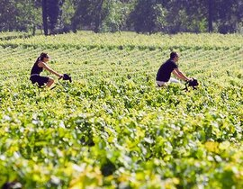Œnotourisme près de Bordeaux Œnotourisme près de Bordeaux