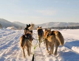 Conduite d'un Attelage de Chiens de Traîneau - Pyrénées Catalanes Conduite d'un Attelage de Chiens de Traîneau - Pyrénées Catalanes