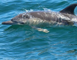 Sortie en Mer à la rencontre des Dauphins à Lorient Sortie en Mer à la rencontre des Dauphins à Lorient