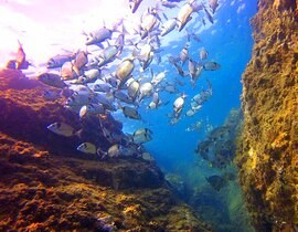 Baptême de Plongée au Barcarès Baptême de Plongée au Barcarès
