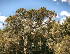 Week-end en amoureux en Cabane dans les Arbres à Porto-Vecchio Week-end en amoureux en Cabane dans les Arbres à Porto-Vecchio