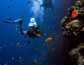 Baptême de Plongée près de Collioure à Argelès-sur-Mer Baptême de Plongée près de Collioure à Argelès-sur-Mer