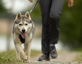Balade en Cani-Rando près de Bagnères-de-Luchon Balade en Cani-Rando près de Bagnères-de-Luchon