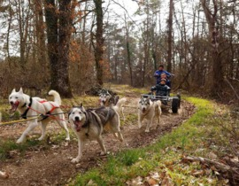 Randonnée en Cani-kart près de Troyes Randonnée en Cani-kart près de Troyes