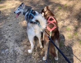 Balade en Cani-Rando près de Troyes Balade en Cani-Rando près de Troyes