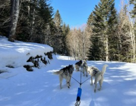 Randonnée en Chiens de Traîneau dans la Station des Coulmes Randonnée en Chiens de Traîneau dans la Station des Coulmes