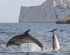 Sortie en Mer à la rencontre des Dauphins à Sanary-sur-Mer