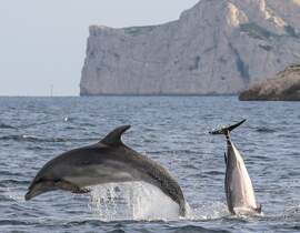 Sortie en Mer à la rencontre des Dauphins à Sanary-sur-Mer Sortie en Mer à la rencontre des Dauphins à Sanary-sur-Mer