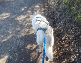 Balade en Cani-Rando près d'Evian-les-Bains Balade en Cani-Rando près d'Evian-les-Bains