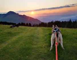 Balade en Cani-Rando à Mont-Saxonnex Balade en Cani-Rando à Mont-Saxonnex