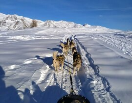 Randonnée en Chiens de Traineau à Auron Randonnée en Chiens de Traineau à Auron
