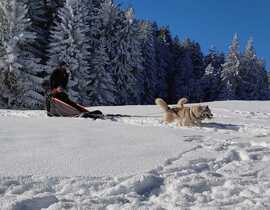 Balade en Chiens de Traîneau près de Valence Balade en Chiens de Traîneau près de Valence