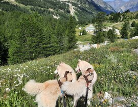 Balade en Cani-Rando près de Valence Balade en Cani-Rando près de Valence