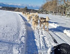 Randonnée en Chiens de Traîneau - Cambre-d'Aze près de Font-Romeu Randonnée en Chiens de Traîneau - Cambre-d'Aze près de Font-Romeu
