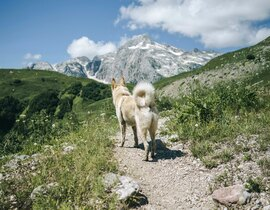 Balade en Cani-Rando au Cambre-d'Aze près de Font-Romeu Balade en Cani-Rando au Cambre-d'Aze près de Font-Romeu