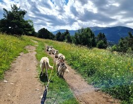 Balade en Cani-Kart au Cambre-d'Aze près de Font-Romeu Balade en Cani-Kart au Cambre-d'Aze près de Font-Romeu