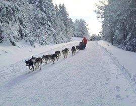 Balade en Chiens de traîneau près de Barcelonnette