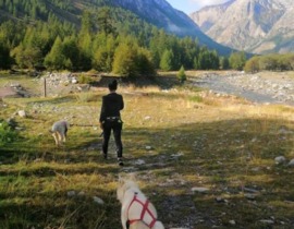 Balade en Cani-Rando près de Barcelonnette