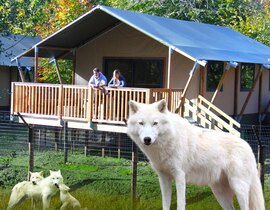 Dormir avec les Loups au Zoo de Cerza à Lisieux