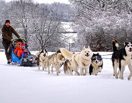 Balade en Chiens de Traîneau près de Clermont-Ferrand Balade en Chiens de Traîneau près de Clermont-Ferrand