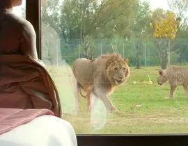 Dormir avec les Lions à la Lumigny Safari Réserve Dormir avec les Lions à la Lumigny Safari Réserve