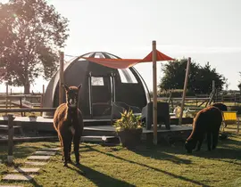 Dormir avec les Alpagas en Bulle à La Cerlangue