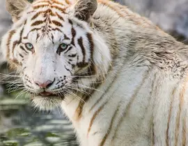 Dormir avec un Tigre Blanc au Zoo de Bordeaux-Pessac