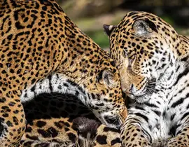 Dormir avec les Jaguars au Zoo de Bordeaux-Pessac