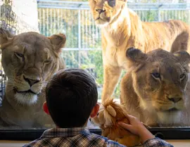 Dormir avec les Lions au Zoo de Bordeaux-Pessac